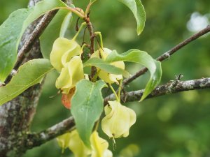 Halesia macgregorii