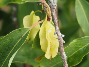 Halesia macgregorii