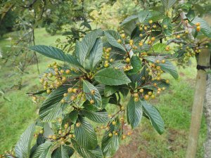 Sorbus dunnii