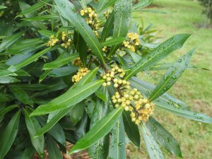 Tristaniopsis laurina