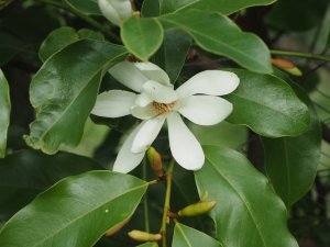 Magnolia (laevifolia x M. champaca) x (M. Laevifolia x M. maudiae)