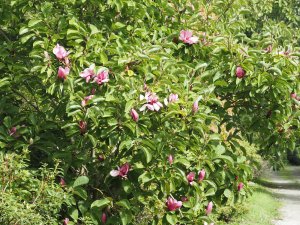 Magnolia ‘Yakeo’