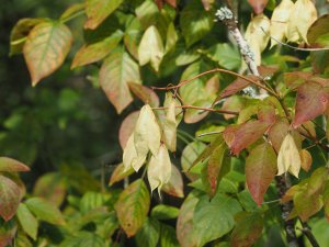 Staphylea colchica
