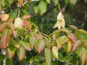 Staphylea colchica