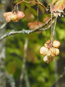 Staphylea pinnata
