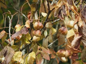 Staphylea pinnata