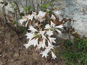 Amaryllis belladonna