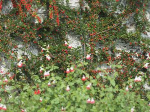 Cotoneaster horizontalis and Salvia x jamensis ‘Hot Lips’