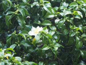 The fourth (and white) ancient Camellia sasanqua