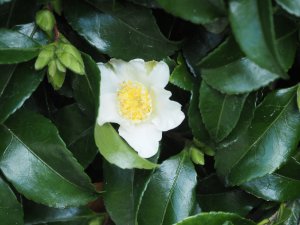 The fourth (and white) ancient Camellia sasanqua