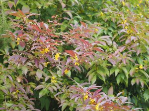 Secondary flowers on the Forsythia