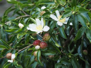 The second (white) ancient Camellia sasanqua