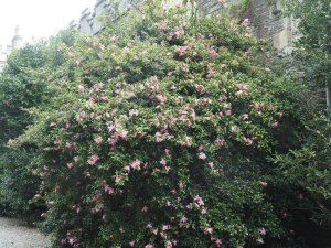 The third (to flower) ancient Camellia sasanqua