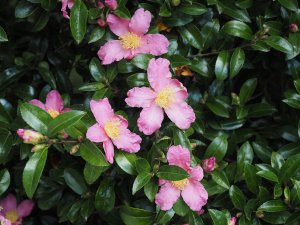 The third (to flower) ancient Camellia sasanqua