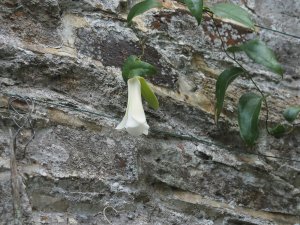 White Lapageria