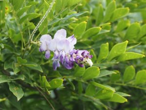 Wisteria