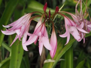 Crinum x powellii