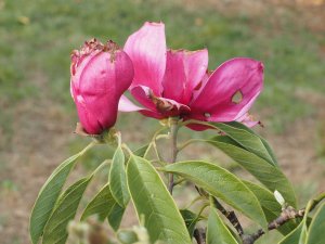 Magnolia ‘Pink Pyramid’