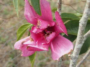 Magnolia ‘Pink Pyramid’