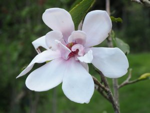 Magnolia sprengeri ‘Fire’