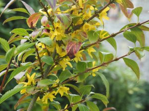 Forsythia suspensa