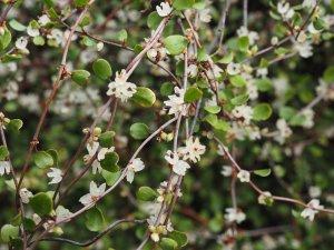 Muehlenbeckia axillaris