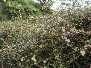 Muehlenbeckia axillaris