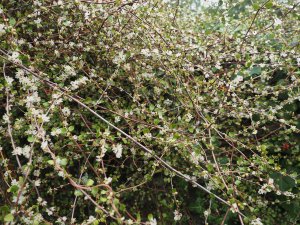 Muehlenbeckia axillaris