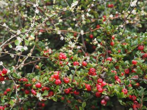 Muehlenbeckia axillaris and Cotoneaster horizontalis