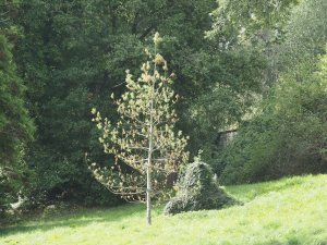 Pinus wallichiana
