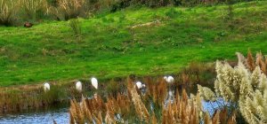 11 egrets