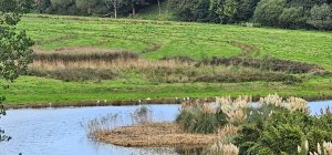11 egrets