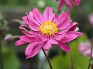 Anemone x hybrida ‘Bressingham Glow’