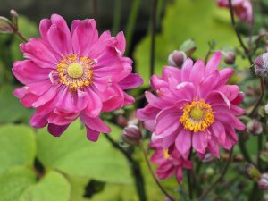 Anemone x hybrida ‘Bressingham Glow’