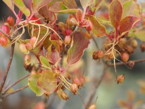 Enkianthus campanulatus