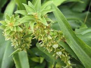 Eucomis ‘Aloha Nani Pink’