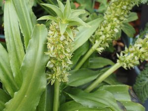 Eucomis ‘Aloha Nani Pink’
