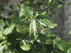Garrya elliptica ‘James Roof’