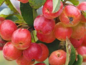 Malus ‘Red Sentinel’