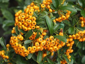 Pyracantha ‘Saphyr Orange’