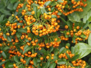 Pyracantha ‘Saphyr Orange’