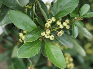 Pyracantha ‘Saphyr Yellow’