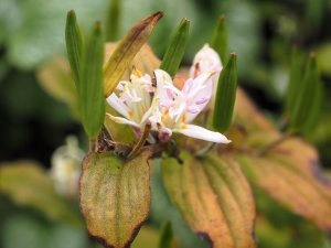 Tricyrtis ‘White Towers’