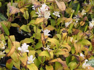 Tricyrtis ‘White Towers’
