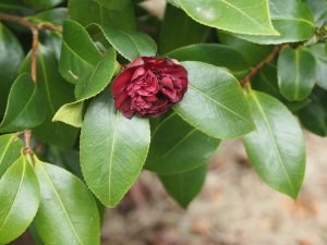 Camellia japonica ‘Takanini’