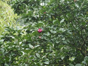 Magnolia ‘Black Tulip’