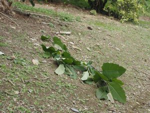 Magnolia delavayi