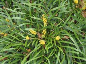 Mahonia eurybracteata ‘Soft Caress’