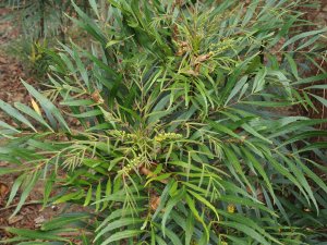 Mahonia eurybracteata ‘Soft Caress’