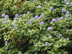 Rhododendron ‘Blue Tit’